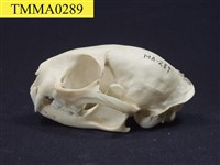 石虎頭骨藏品圖，第7張